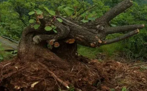 盆景材料 | 山上哪些树桩可做盆景