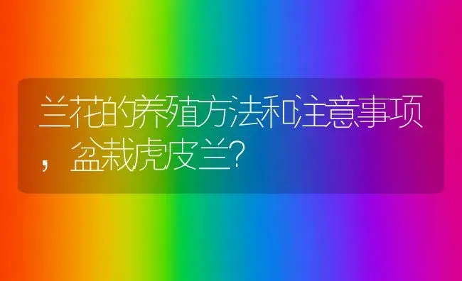 兰花的养殖方法和注意事项，盆栽虎皮兰？ | 绿植常识