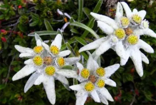 雪绒花图片花期 火绒草的花语和功效作用