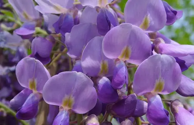 紫藤花的花语和传说