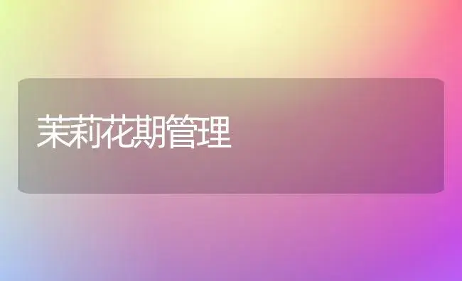 茉莉花期管理 | 家庭养花