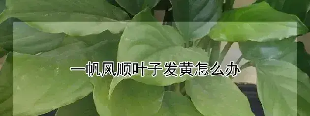 一帆风顺叶子发黄怎么办