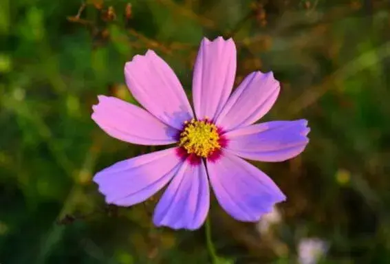 矢车菊的花语有哪些？