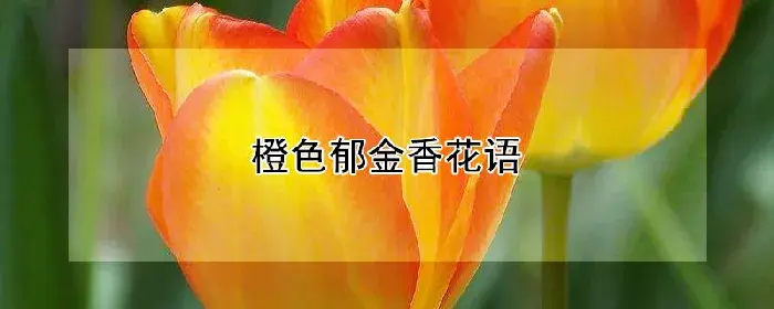 橙色郁金香花语