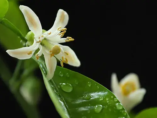 代代花的花语有哪些？