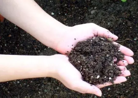 盆景知识 | 种植鹤望兰用什么土最好