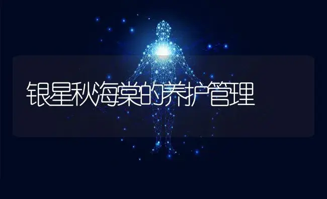 银星秋海棠的养护管理 | 特种种植