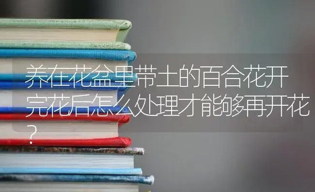 养在花盆里带土的百合花开完花后怎么处理才能够再开花？ | 绿植常识