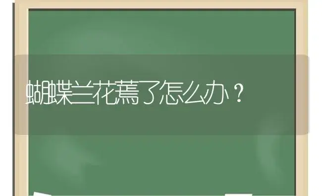 蝴蝶兰花蔫了怎么办？ | 绿植常识