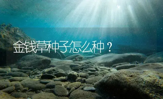 金钱草种子怎么种？ | 药材种植