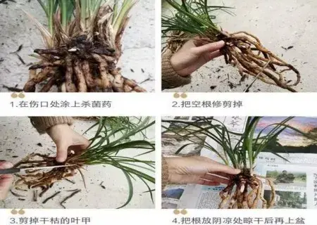 盆景兰花苗分盆操作步骤-养护管理 | 兰花怎么分盆