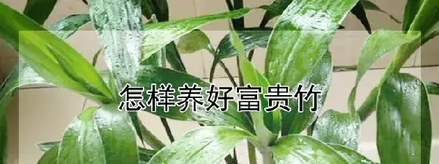 怎样养好富贵竹