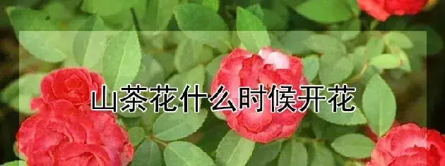 山茶花什么时候开花