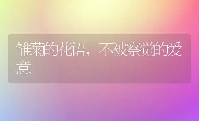 雏菊的花语，不被察觉的爱意 | 绿植寓意