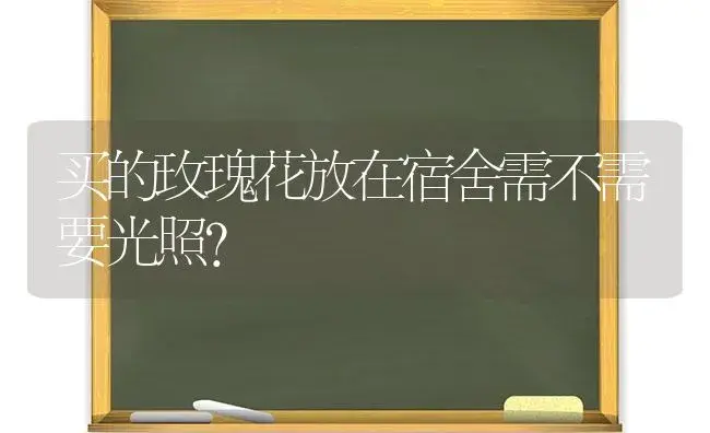 买的玫瑰花放在宿舍需不需要光照？ | 绿植常识