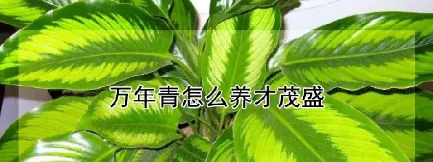 万年青怎么养才茂盛