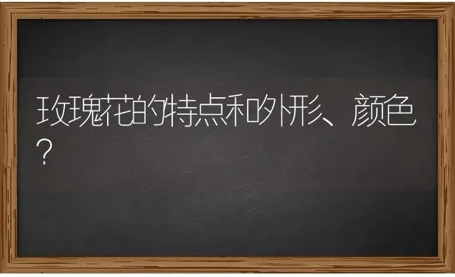 玫瑰花的特点和外形、颜色？ | 绿植常识