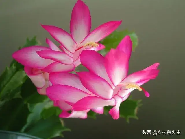 蟹爪莲什么季节适合嫁接最好,不易死？