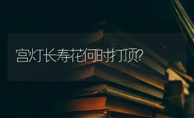 宫灯长寿花何时打顶？ | 多肉养殖