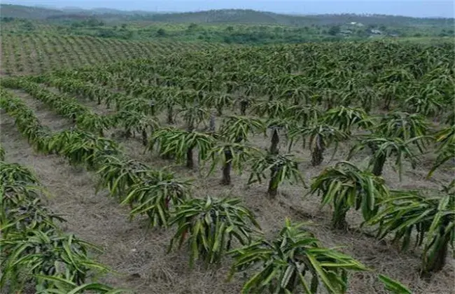 火龙果栽培技术与时间