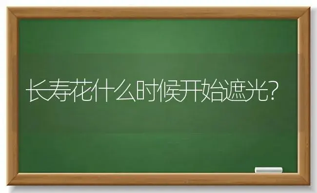 长寿花什么时候开始遮光？ | 多肉养殖