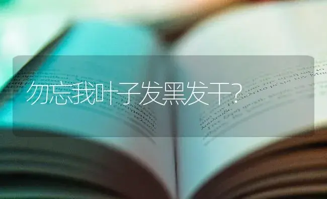 勿忘我叶子发黑发干？ | 绿植常识