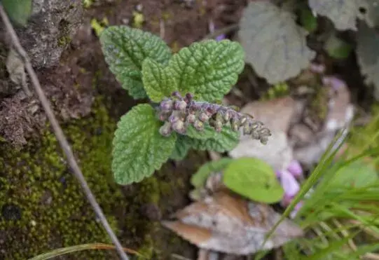 韩信草花语是什么，韩信草的花期多长/花语阳光/花期2-6月