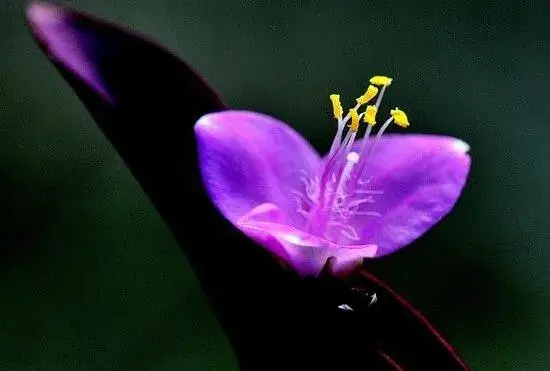 紫鸭跖草什么时候开花，紫鸭跖草花期花色/6月开花花语美