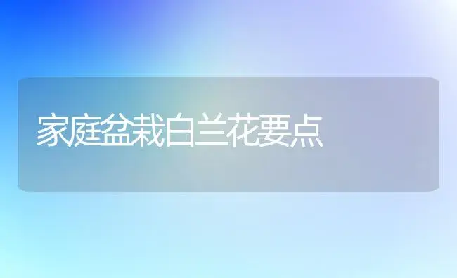 家庭盆栽白兰花要点 | 家庭养花