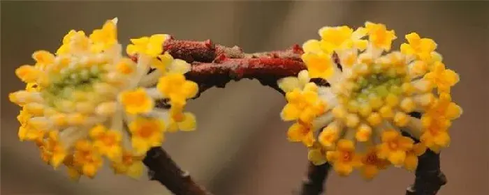 结香的花语和传说