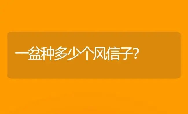 一盆种多少个风信子？ | 绿植常识