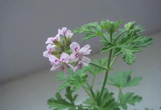 驱蚊草开花吗，花语有哪些？