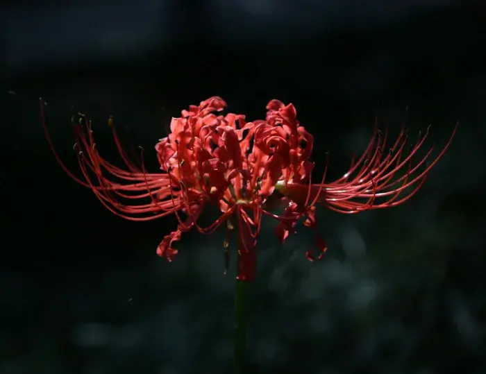 彼岸花花语介绍有哪些？