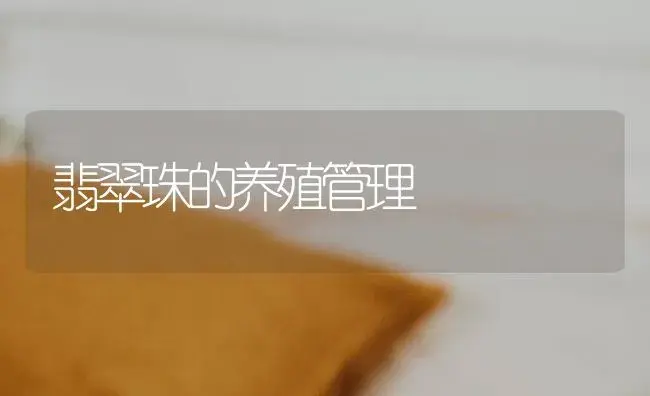 翡翠珠的养殖管理 | 特种种植