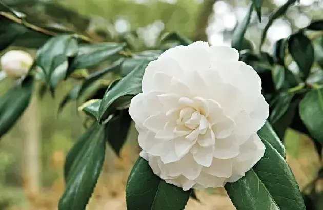 你怎能轻视我的爱是什么花的花语？