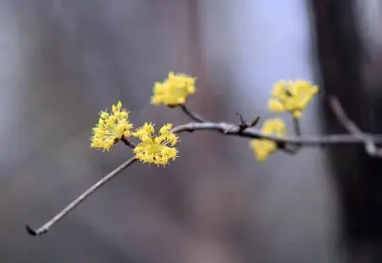 金缕梅的花语是什么，金缕梅的传说故事/灵感