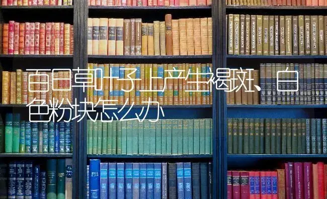 百日草叶子上产生褐斑、白色粉块怎么办 | 特种种植