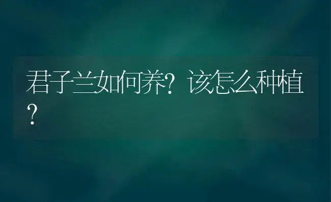 君子兰如何养？该怎么种植？ | 绿植常识