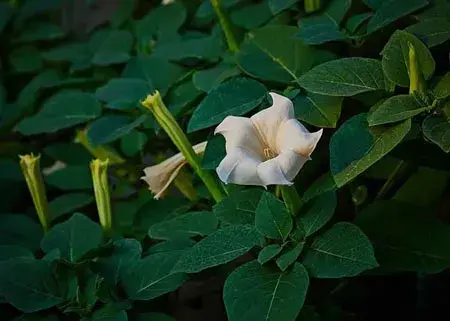 曼陀罗花的花语和含义是什么？