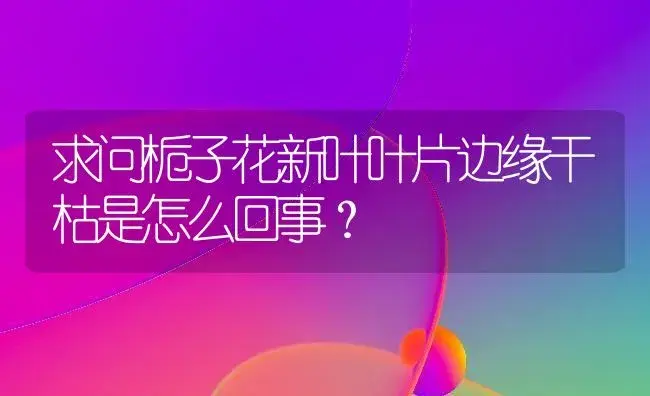 求问栀子花新叶叶片边缘干枯是怎么回事？ | 绿植常识