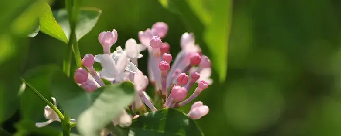 丁香花寓意 丁香花寓意和花语