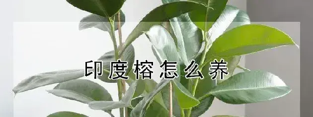 印度榕怎么养