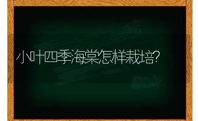 小叶四季海棠怎样栽培？ | 绿植常识