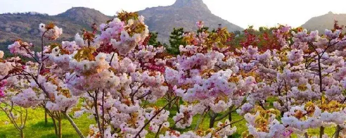 日本晚樱的花语