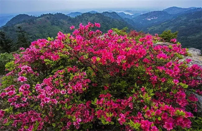 映山红的种植技术