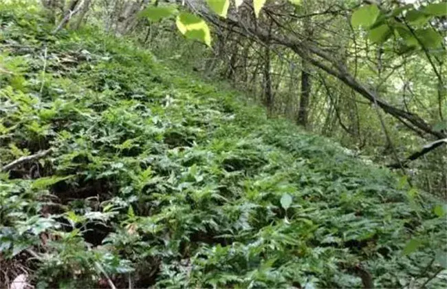 黄连怎样进行田间管理