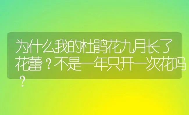 为什么我的杜鹃花九月长了花蕾？不是一年只开一次花吗？ | 绿植常识