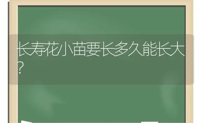 长寿花小苗要长多久能长大？ | 多肉养殖