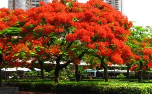 树木盆景 | 凤凰木可以盆栽吗