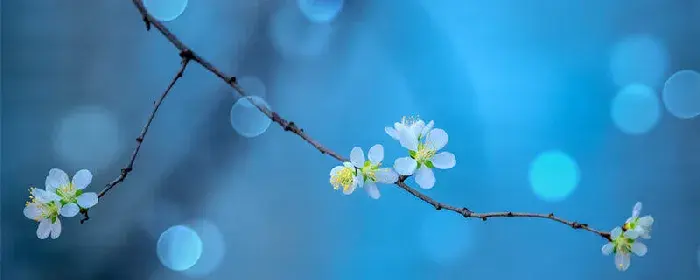 桃花的花语和传说 桃花的花语